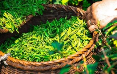 Як правильно вибрати якісний та корисний зелений чай