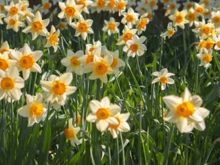 День ангела 3 квітня: кого та як вітати з іменинами