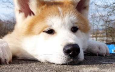 «Щекастый» щенок покорил пользователей Сети (ВИДЕО)