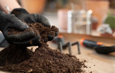 Як покращити покупний ґрунт для розсади: що потрібно додати, і це не перліт