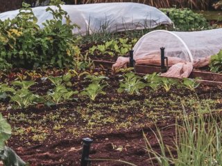 Що посадити на городі у жовтні: овочі, які сіють під зиму
