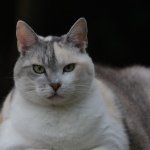 Сети насмешило забавное объявление о толстом коте (ФОТО)