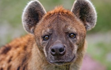 Хитрая гиена нашла способ обмануть львицу (ВИДЕО)