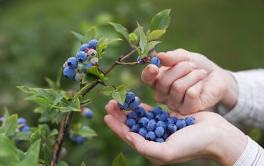 Вчені розповіли про шкоду лохини для здоров'я