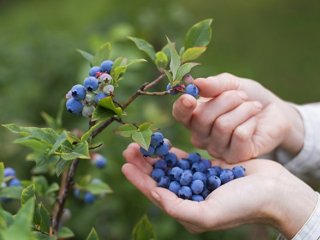 Ученые рассказали о вреде голубики для здоровья