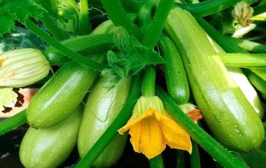 Ці сорти кабачків ідеальні для консервації і приготування страв: рясно родять і не гниють
