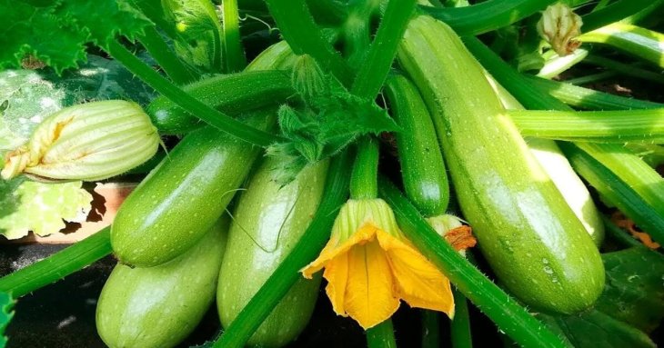 Ці сорти кабачків ідеальні для консервації і приготування страв: рясно родять і не гниють