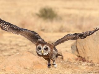 Який птах відповідає вашому знаку зодіаку: покровителі пернатого світу і що вони означають