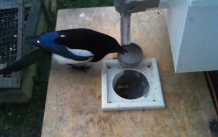 Умная кормушка выдаёт птицам еду в обмен на собранный мусор (ФОТО)