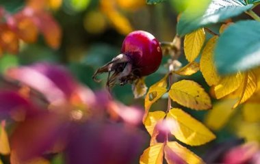 Названо вісім продуктів з високим вмістом вітаміну C