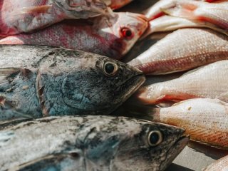 Яку рибу не можна їсти: небезпечні види, чому вони такі і чим їх замінити