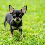 Чихуахуа с яркими «бровями» насмешил Сети (ВИДЕО)