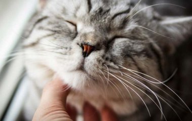 Чому коти мурчать, і що ховається за тихим 