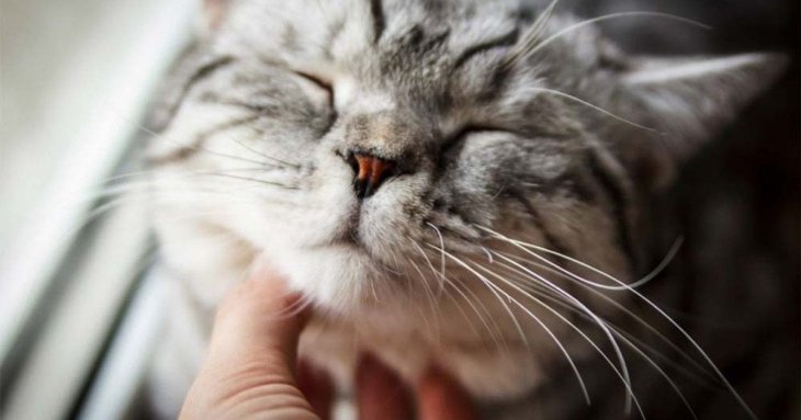 Чому коти мурчать, і що ховається за тихим 