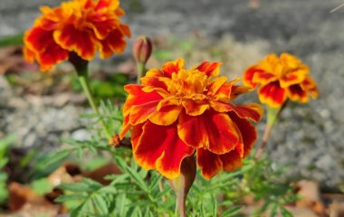 Посадіть ці квіти на городі - вони врятують ваш врожай від багатьох шкідників