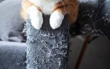 Как защитить мебель от когтей кота: практическое руководство для дома