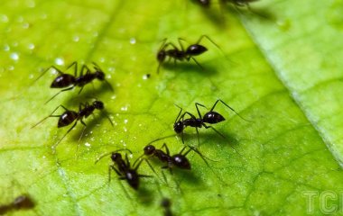 Всього один бюджетний продукт — і мурахи зникнуть з вашого саду: що потрібно зробити