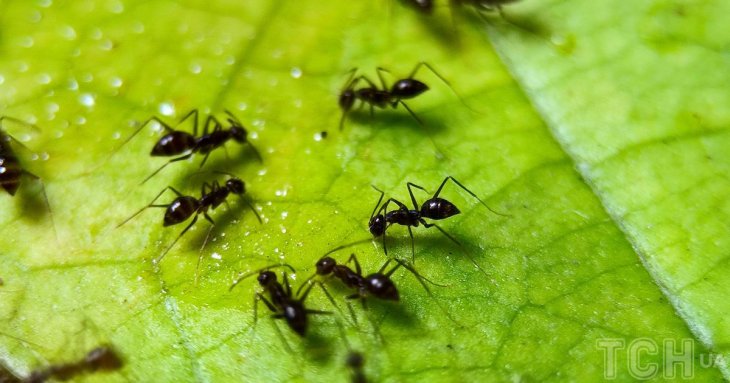 Всього один бюджетний продукт — і мурахи зникнуть з вашого саду: що потрібно зробити