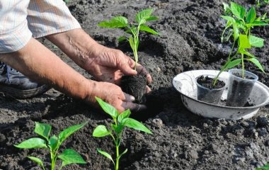 Що не варто класти в лунку під час садіння помідорів: як не зіпсувати врожай помідорів