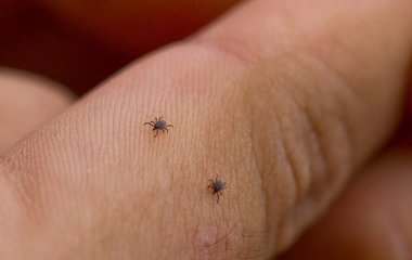 В Україні розпочався сезон кліщів: медики попереджають про ризики зараження хворобою Лайма