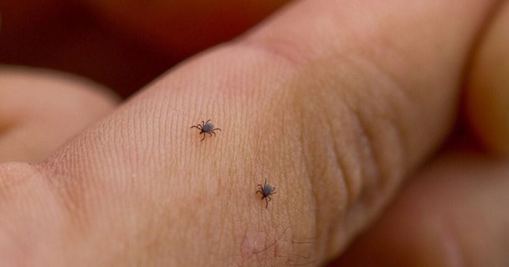 В Україні розпочався сезон кліщів: медики попереджають про ризики зараження хворобою Лайма