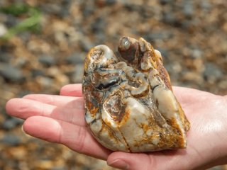 Хлопчик підняв на пляжі “камінь” — і випадково знайшов скам’янілість віком 1,8 мільйона років