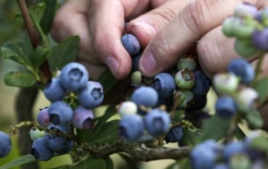 Дієтолог назвала найкращий продукт для уповільнення старіння