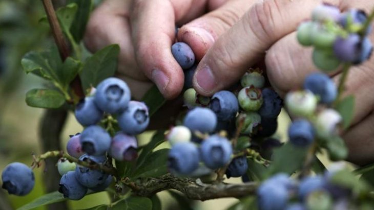 Дієтолог назвала найкращий продукт для уповільнення старіння