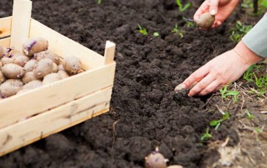 Перед садінням обробіть картоплю домашнім розчином — і зберете утричі більший урожай великих бульб