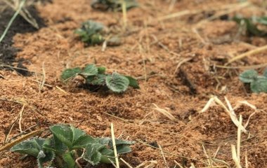 Догляд за полуницею навесні: обробка від шкідників, підживлення