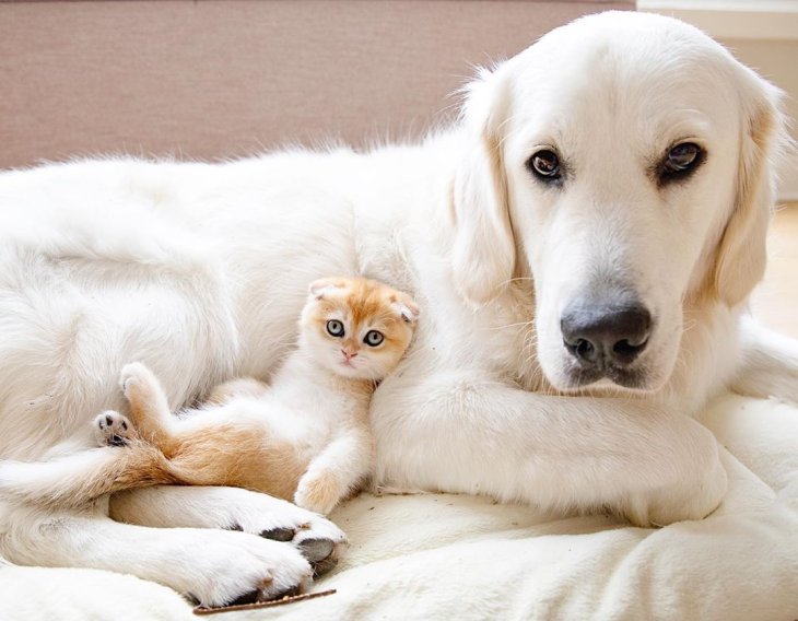 Собака та кіт стали батьками для маленьких бабуїнів (ВІДЕО)