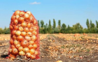 Что посадить на грядке после лука: советы опытных огородников