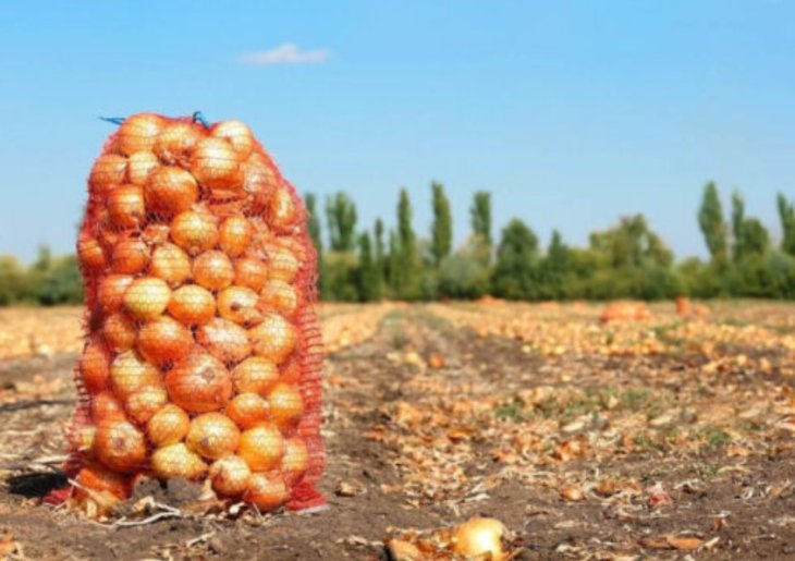 Що посадити на грядці після цибулі: поради досвідчених городників