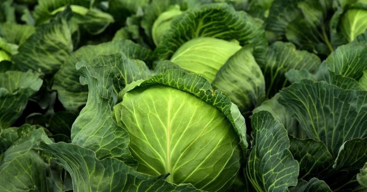 Як правильно збирати урожай капусти: куди дівати коріння після зрізання качанів — корисні поради