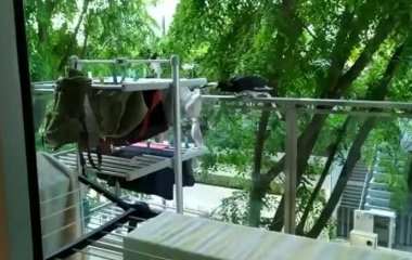 Птах розвеселив Мережі «пікантною» крадіжкою (відео)