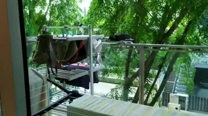 Птица развеселила Сеть «пикантной» кражей (видео)