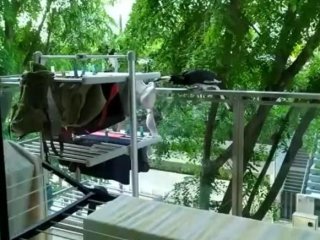 Птах розвеселив Мережі «пікантною» крадіжкою (відео)