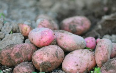 Які сорти картоплі найсмачніші: крохмалисті, добре розварюються і мають насичений аромат