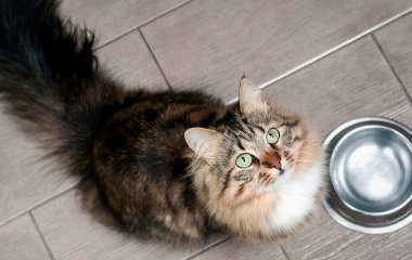 Кот, похожий на старика, стал новой звездой Сети (ФОТО)