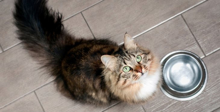 Кот, похожий на старика, стал новой звездой Сети (ФОТО)