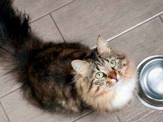 Кот, похожий на старика, стал новой звездой Сети (ФОТО)