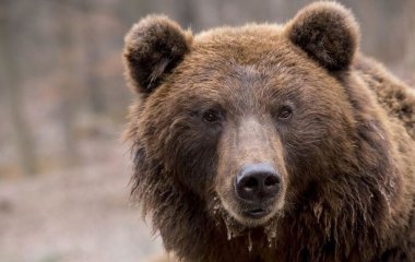 Ведмідь подзвонив у двері посеред ночі (ВІДЕО)
