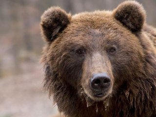 Ведмідь подзвонив у двері посеред ночі (ВІДЕО)