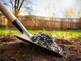 Як правильно використовувати золу на ділянці, щоб дійсно принести користь городу