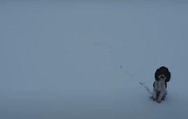 Кмітливий оператор дрона допоміг врятувати собаку, що застряг на тонкій кризі: що він вигадав