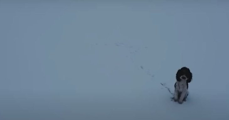 Кмітливий оператор дрона допоміг врятувати собаку, що застряг на тонкій кризі: що він вигадав