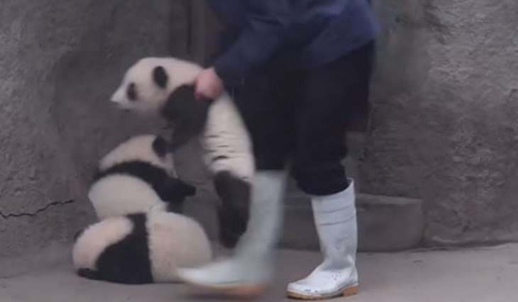 Карабкающийся по ступенькам детеныш панды покорил Сеть (ВИДЕО)