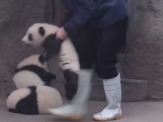 Карабкающийся по ступенькам детеныш панды покорил Сеть (ВИДЕО)