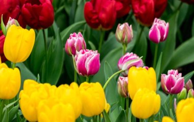 Щоб тюльпани були яскравими, великими та пишними, підживіть їх цим розчином: добриво наших бабусь