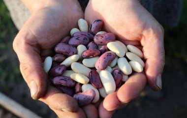 Врач рассказала, кому стоит отказаться от красной фасоли